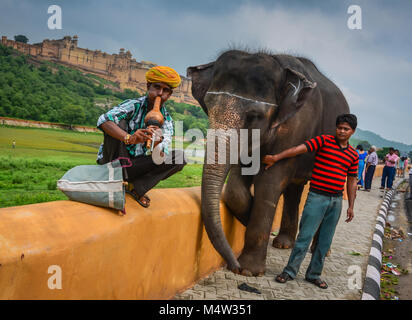 Indian snake charmer plays flute-like gourd instrument called a pungi or been next to elephant in Jaipur, India, Asia. Stock Photo