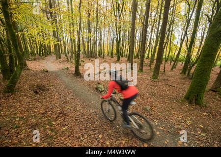 Autumn cyclist on the Ballyhoura Forest mountain bike trail, County Limerick, Ireland.