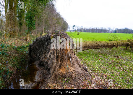 by storm uprooted tree in grassland in Achterhoek, Holland Stock Photo