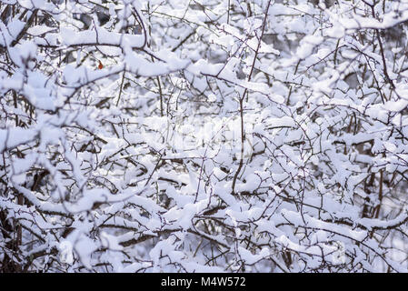 Thick Brush In A Deep Forest Stock Photo: 147241807 - Alamy