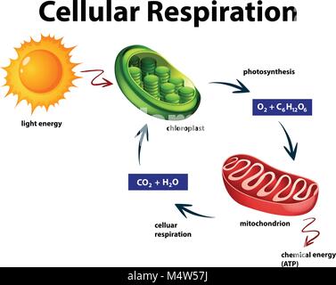 Diagram showing process of photosynthesis illustration Stock Vector ...