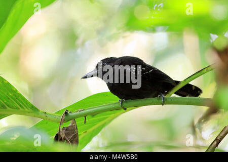 Black Hooded Antshrike (Thamnophilus bridgesi) sitting on a branch in the remote Corcovado National Park in Southern Costa Rica Stock Photo