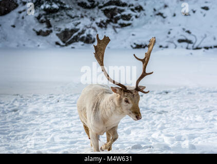 Albino Fallow Deer Walking in the Snow Under a Light Snow Fall Stock Photo