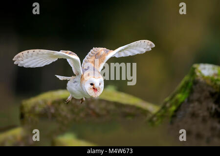 Common barn owl (Tyto alba), adult, flying, calling, captive, Germany