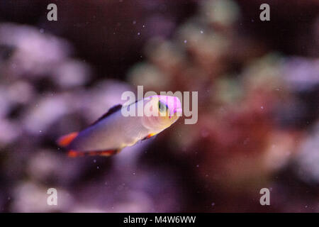 Purple cap firefish, Nemateleotris decora, Stock Photo