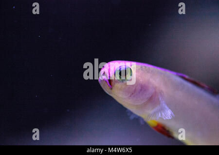 Purple cap firefish, Nemateleotris decora, Stock Photo