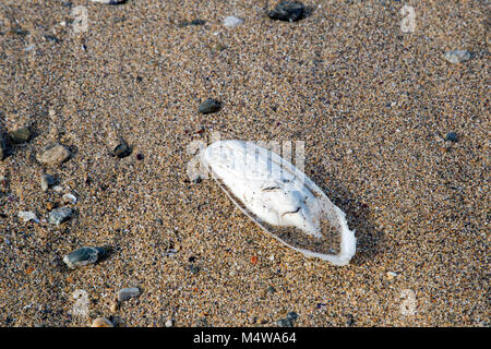 A cuttlefish bone on a sandy beach at Cornwall, England Stock Photo
