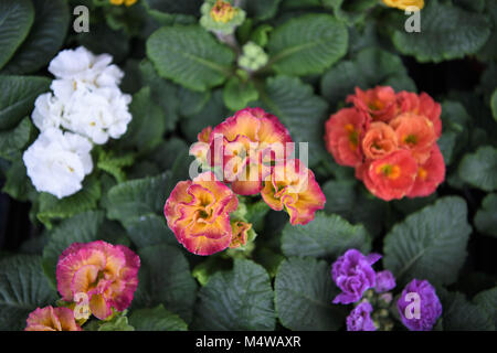 colorful bright spring time frilly primroses flowers in multi colors Stock Photo