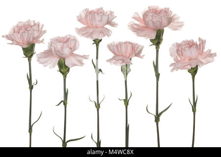 Six Pale Pink Carnations creating a composite, isolated on a White Background Stock Photo