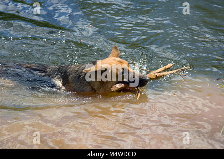 German shepherd on walk in wild, Training in field, trick dog, tracker dog, follow in somebodys footsteps, follow one's nose, dog's sense of smell, ge Stock Photo