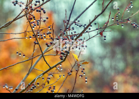 Lachrymose sentimental autumn (romantic tune). Bird cherry berries with raindrops on background of yellow autumn forest Stock Photo