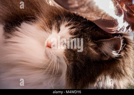 Tortoiseshell and white cat, Norwegian Forest cat sleeping, long haired,close up, eyes closed. Stock Photo