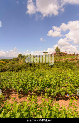 Nyaung Shwe: Red Mountain Estate, vineyard, restaurant, Inle Lake, Shan State, Myanmar (Burma) Stock Photo