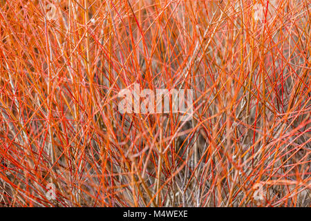 detail of a vivid red bush without leaves Stock Photo