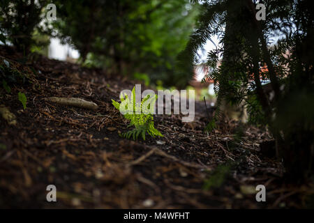 Fresh fern Stock Photo