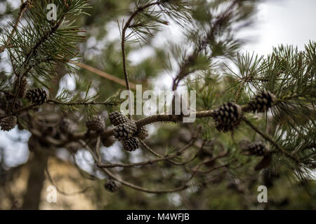 Tiny pine cones on a pine tree Stock Photo - Alamy