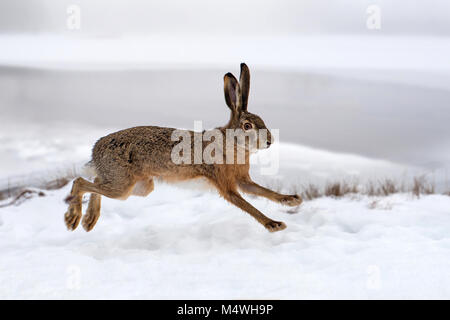 Hare running in the winter field Stock Photo