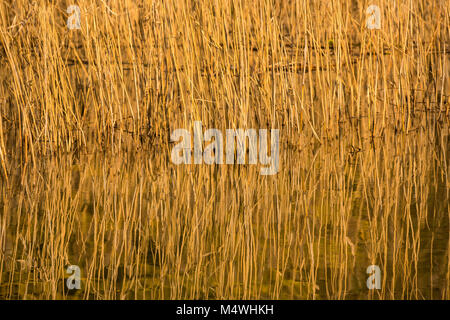 Reed refelections. Stock Photo