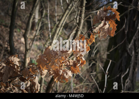 Autumn oak branch with dry brown leave Stock Photo