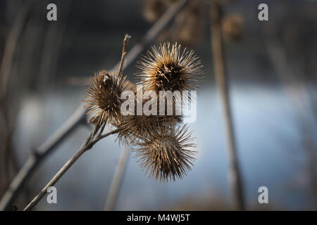 Dry arctium lappa burdock flower close up Stock Photo