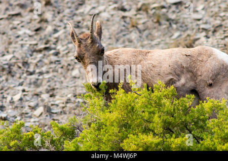 Female Big Horn Sheep grazing along the Gardner RIver.  Yellowstone National Park, Wyoming. Stock Photo