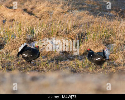 Male Black Grouse Lyrurus tetrix lekking at sunrise on a northern moorland in the UK with several blackcocks present.