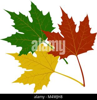 maple leaves red green yellow vector illustration on white background Stock Vector
