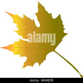 maple leaves yellow vector illustration on white background Stock Vector