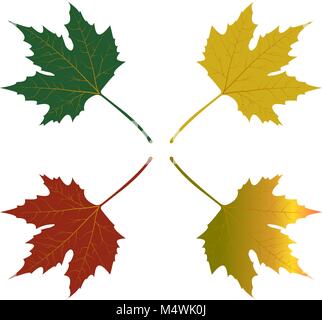 maple leaves red green yellow vector illustration on white background Stock Vector