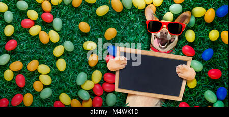 funny  happy podenco  easter bunny  dog with a lot of eggs around and basket  on grass  , holding a blank empty banner or placard Stock Photo