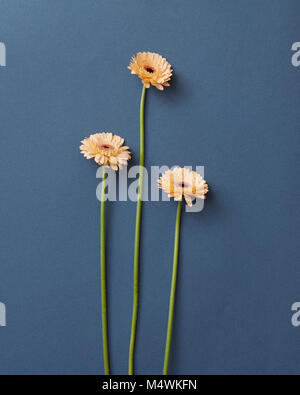 Three beautiful beige gerbera on a blue background Stock Photo