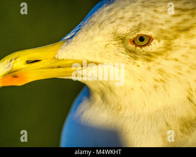 Seagull in Rome, Italy Stock Photo
