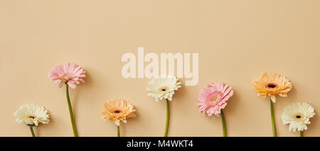 panorama with different bright gerbera flowers on a beige background Stock Photo