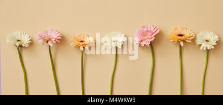 Many different colorful gerbera flowers on a beige background. Stock Photo