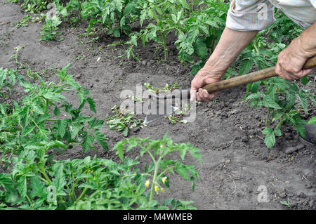 gardener pull up weeds with a hoe in the tomato plantation in the vegetable garden Stock Photo