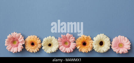 a row of multi-colored buds of gerberas isolated on a blue background Stock Photo