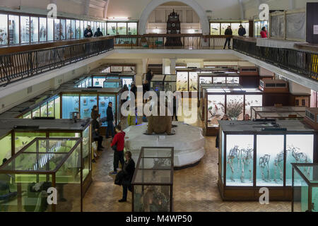 The natural history gallery at the Horniman Museum, Forest Hill, London, England. Stock Photo