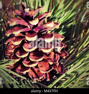 dry pine cone with green pine needles with vintage effect Stock Photo