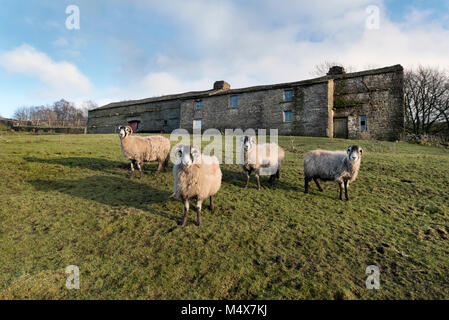Swaledale sheep grazing in front of a traditional Dales stone farm and farmstead, Garsdale, Yorkshire Dales National Park, UK Stock Photo