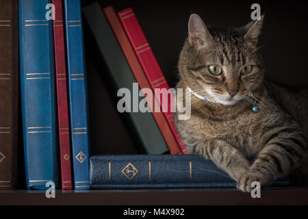 A relaxed tabby cat with green eyes lounging on a bookshelf, surrounded by colorful leather-bound books, Stock Photo