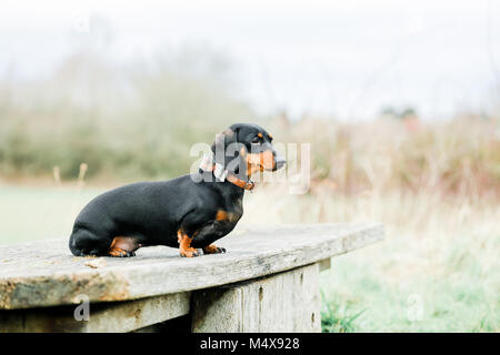 Miniature Dachshund on a dog walk in the countryside, Oxfordshire, UK