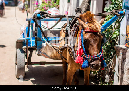 Indonesia, Lombok, Gili archipelago, Gili Air, the only mean of transport is the cidomo, horse drawn carriage Stock Photo