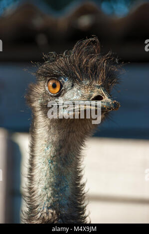 Ostrich close-up. Face of an ostrich bird up close and personal. Stock Photo