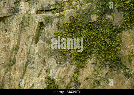 moss on the stone Stock Photo