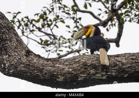 The wreathed hornbill (Rhyticeros undulatus), also known as the bar-pouched wreathed hornbill, is a species of hornbill found in the forests of Thaila Stock Photo
