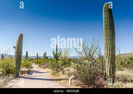 Nature trail exhibiting saguaro cactuses and other plants of the Sonoran Desert at the Red Hills Visitor Center in the Saguaro National Park. Stock Photo