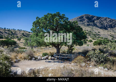 Camping spot under the shade of a tree with a view of the mountains at Guadalupe Mountain National Park in Texas. Stock Photo