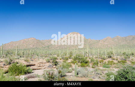 Saguaro cactus in landscape surrounding visitor center at Saguaro National Park. Stock Photo