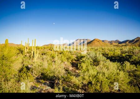 Rincon Mountains, Saguaro cactus, and sage bushes in the Sonoran Desert. Stock Photo