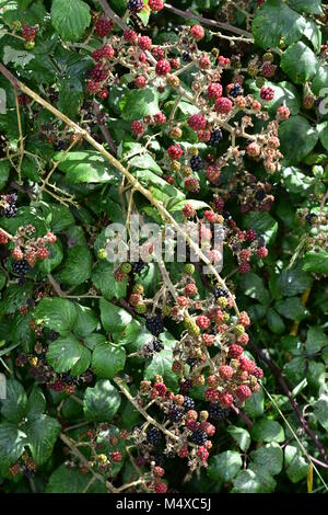 Ripe unripe and ripening blackberry fruits on thorny branches. Stock Photo
